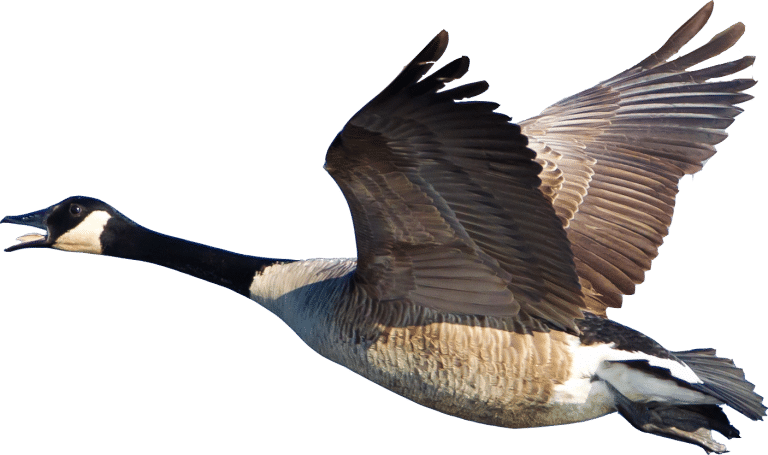 goose removal